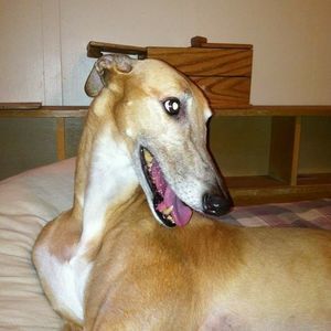 Meet your Posher, Tracy